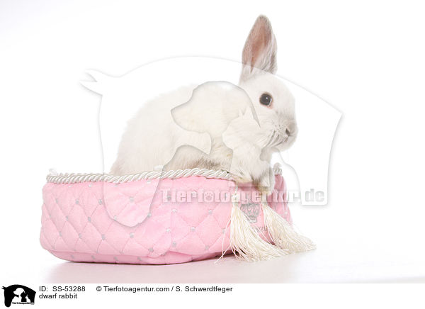 Farbenzwerg / dwarf rabbit / SS-53288