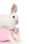 dwarf rabbit