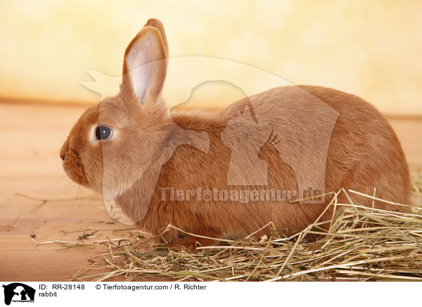 Neuseelnder / rabbit / RR-28148