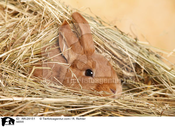 rabbit / RR-28151