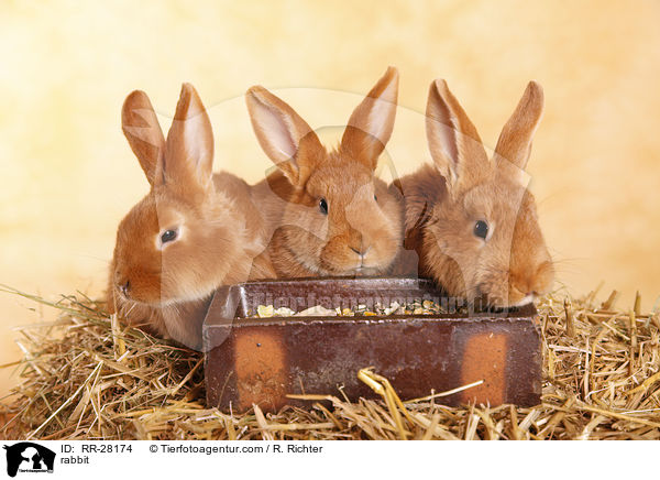 rabbit / RR-28174