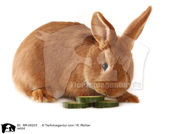 Neuseelnder / rabbit / RR-28203