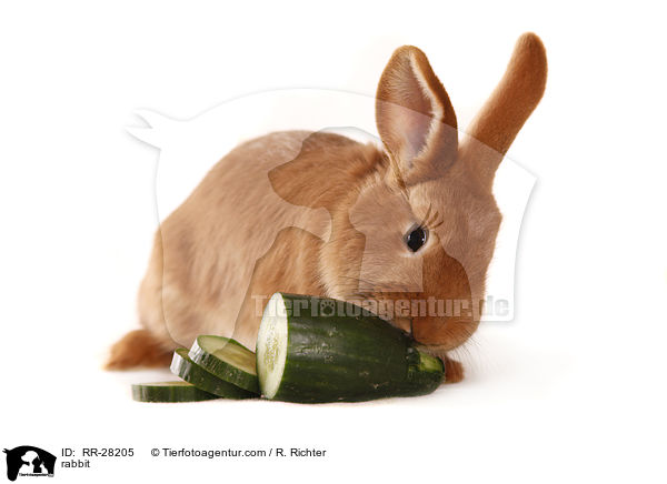 Neuseelnder / rabbit / RR-28205