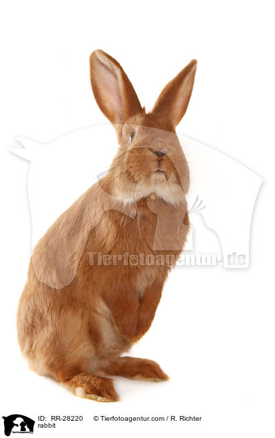 Neuseelnder / rabbit / RR-28220