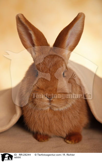 rabbit / RR-28244