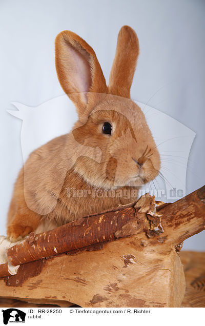 rabbit / RR-28250