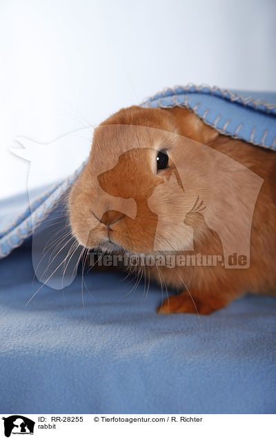 rabbit / RR-28255
