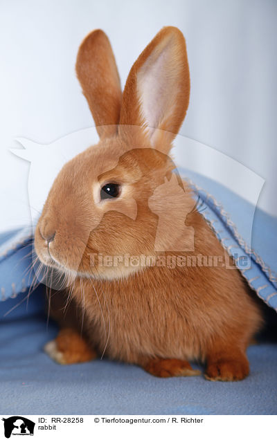 rabbit / RR-28258
