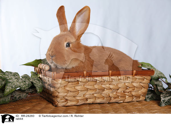 rabbit / RR-28260
