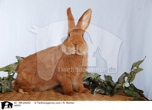 Neuseelnder / rabbit / RR-28262