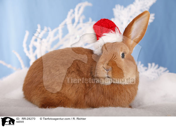 rabbit / RR-28270