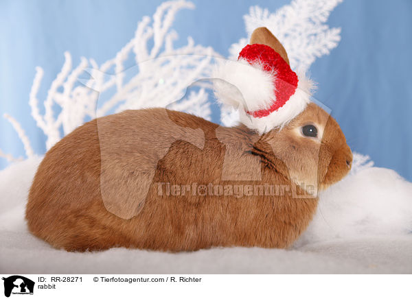 rabbit / RR-28271
