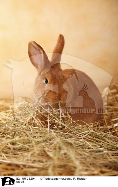 Neuseelnder / rabbit / RR-28294