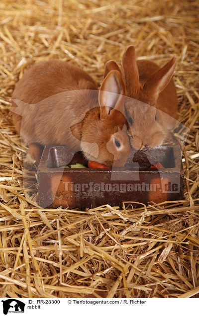 Neuseelnder / rabbit / RR-28300