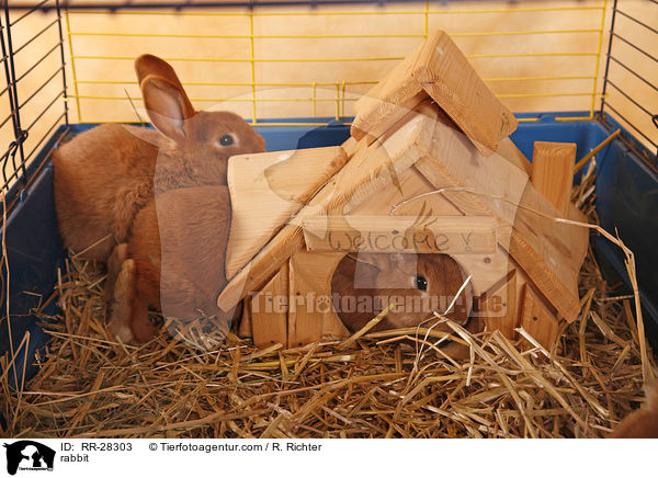Neuseelnder / rabbit / RR-28303