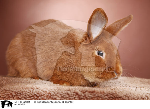 red rabbit / RR-32584