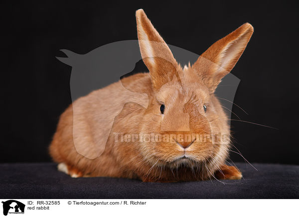 red rabbit / RR-32585