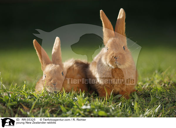 junge Neuseelnder Kaninchen / young New Zealander rabbits / RR-35325