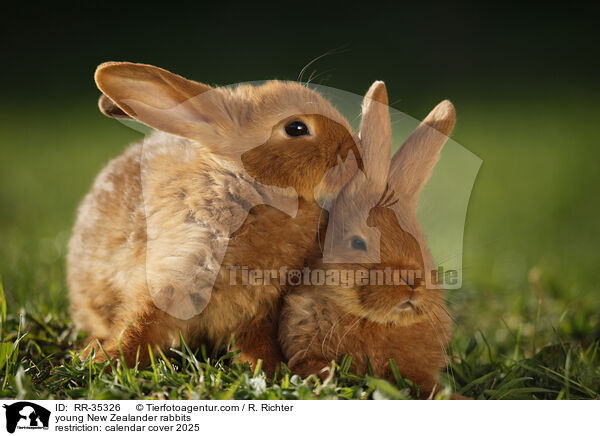 junge Neuseelnder Kaninchen / RR-35326