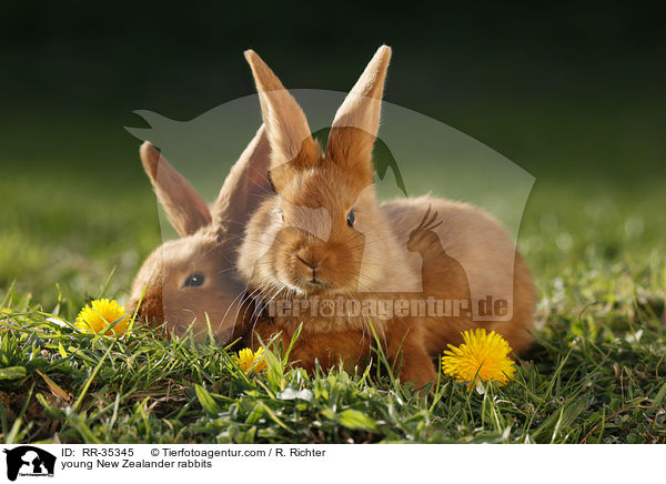 junge Neuseelnder Kaninchen / RR-35345