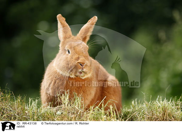 rabbit / RR-43138