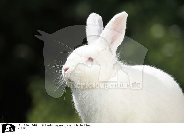 rabbit / RR-43146