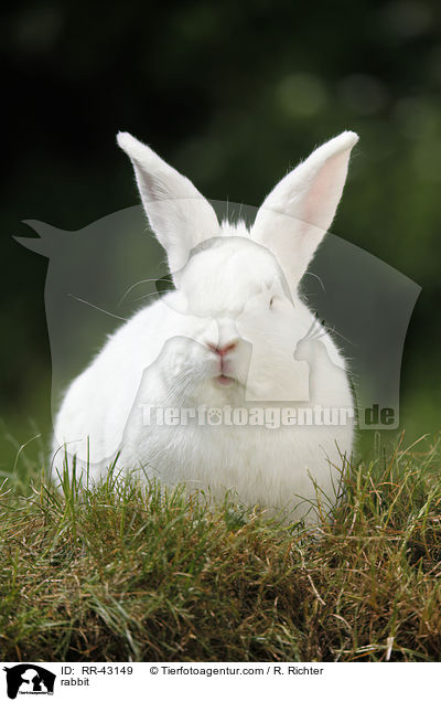 rabbit / RR-43149