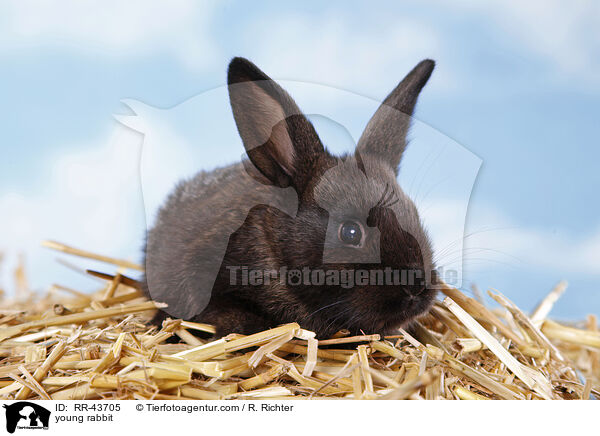 young rabbit / RR-43705