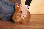 young woman with rabbit
