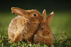 young New Zealander rabbits
