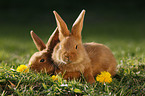 young New Zealander rabbits