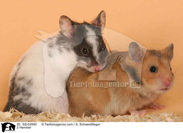 2 Hamster / SS-02690