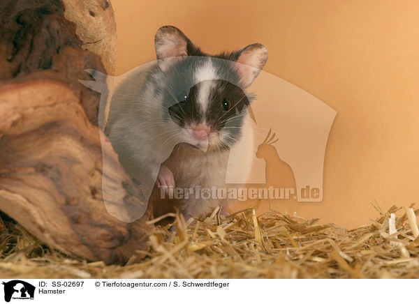 Hamster / SS-02697
