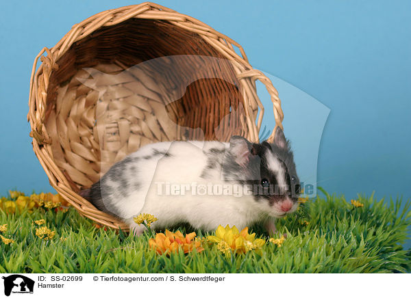 Hamster / SS-02699