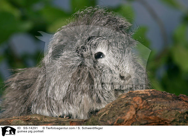 guinea pig portrait / SS-14291