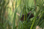 climbing Pygmy Mouse