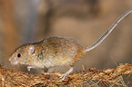 Pygmy Mouse