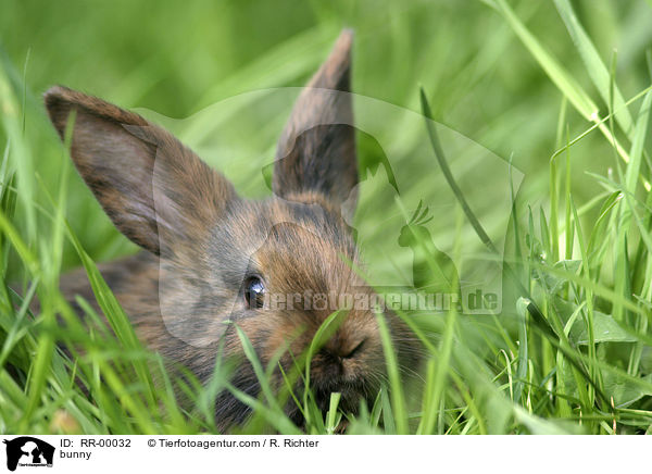 bunny / RR-00032