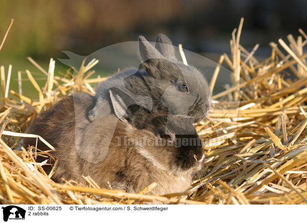 2 Kaninchen / 2 rabbits / SS-00625