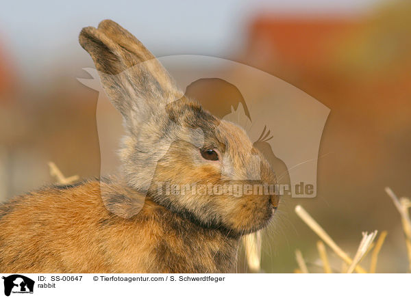 Kaninchen / rabbit / SS-00647
