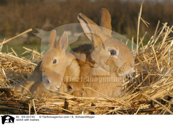 Kaninchen mit Jungen / rabbit with babies / SS-00740