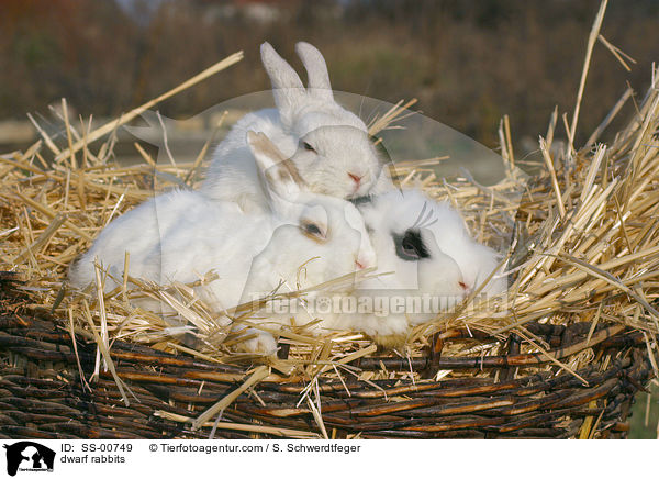 Zwergkaninchen / dwarf rabbits / SS-00749