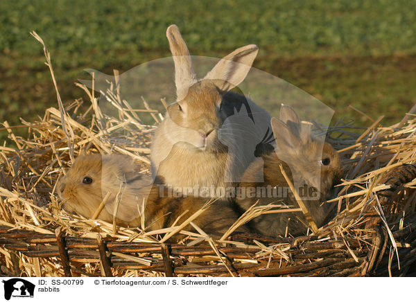 Kaninchen / rabbits / SS-00799