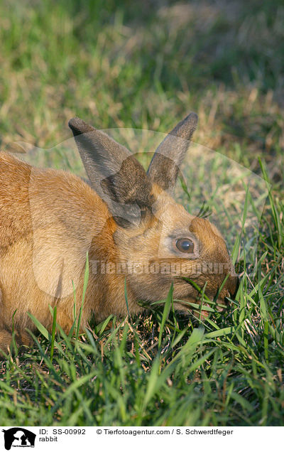Kaninchen / rabbit / SS-00992