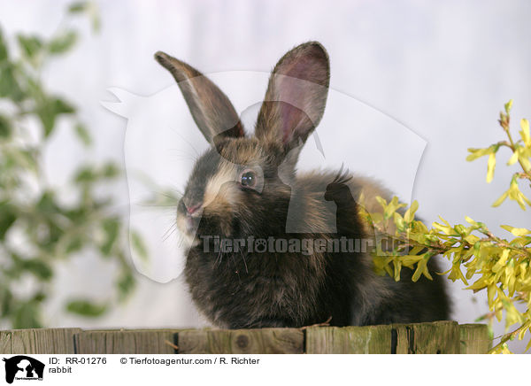 Kaninchen / rabbit / RR-01276
