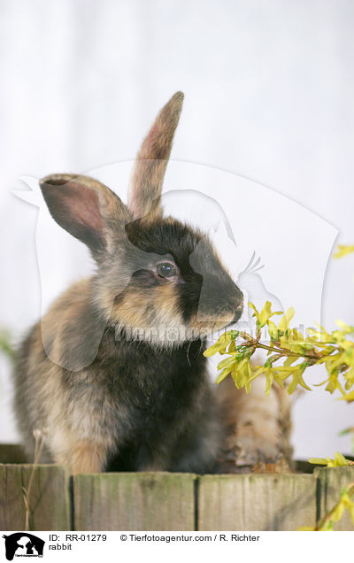 Kaninchen / rabbit / RR-01279