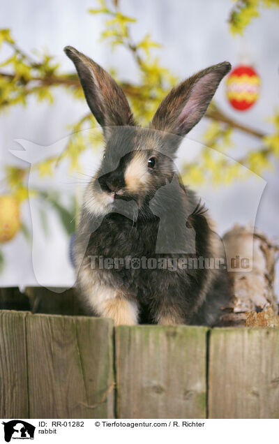 Kaninchen / rabbit / RR-01282