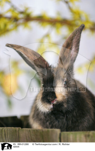 Kaninchen / rabbit / RR-01286