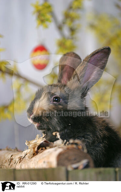 Kaninchen / rabbit / RR-01290