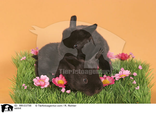 Kaninchen / rabbit / RR-03756